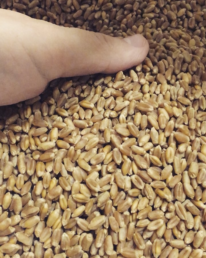 Где Купить Пшеницу В Новосибирске